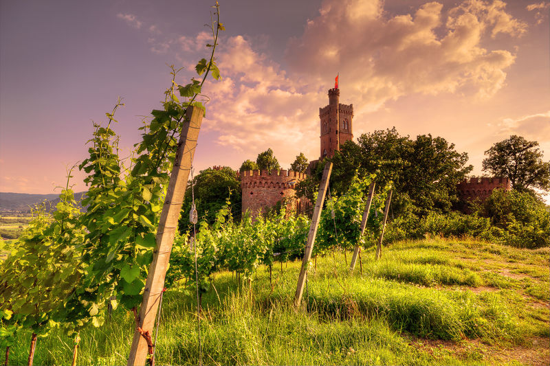 Schloss Ortenberg in den Weinbergen